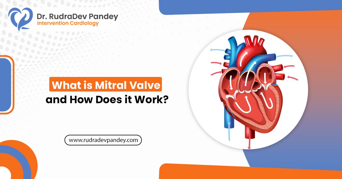 What is Mitral Valve and How Does it Work?